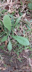 Urospermum picroides