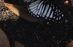 Graphium ramaceus pendleburyi