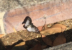 Graphium ramaceus pendleburyi