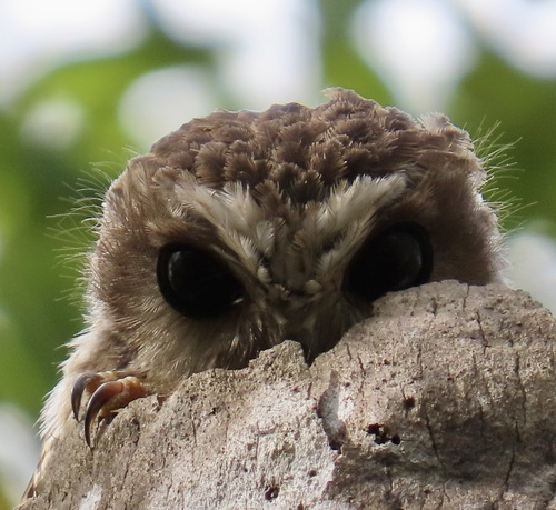 Bare-legged Owl (Margarobyas lawrencii), photo 9