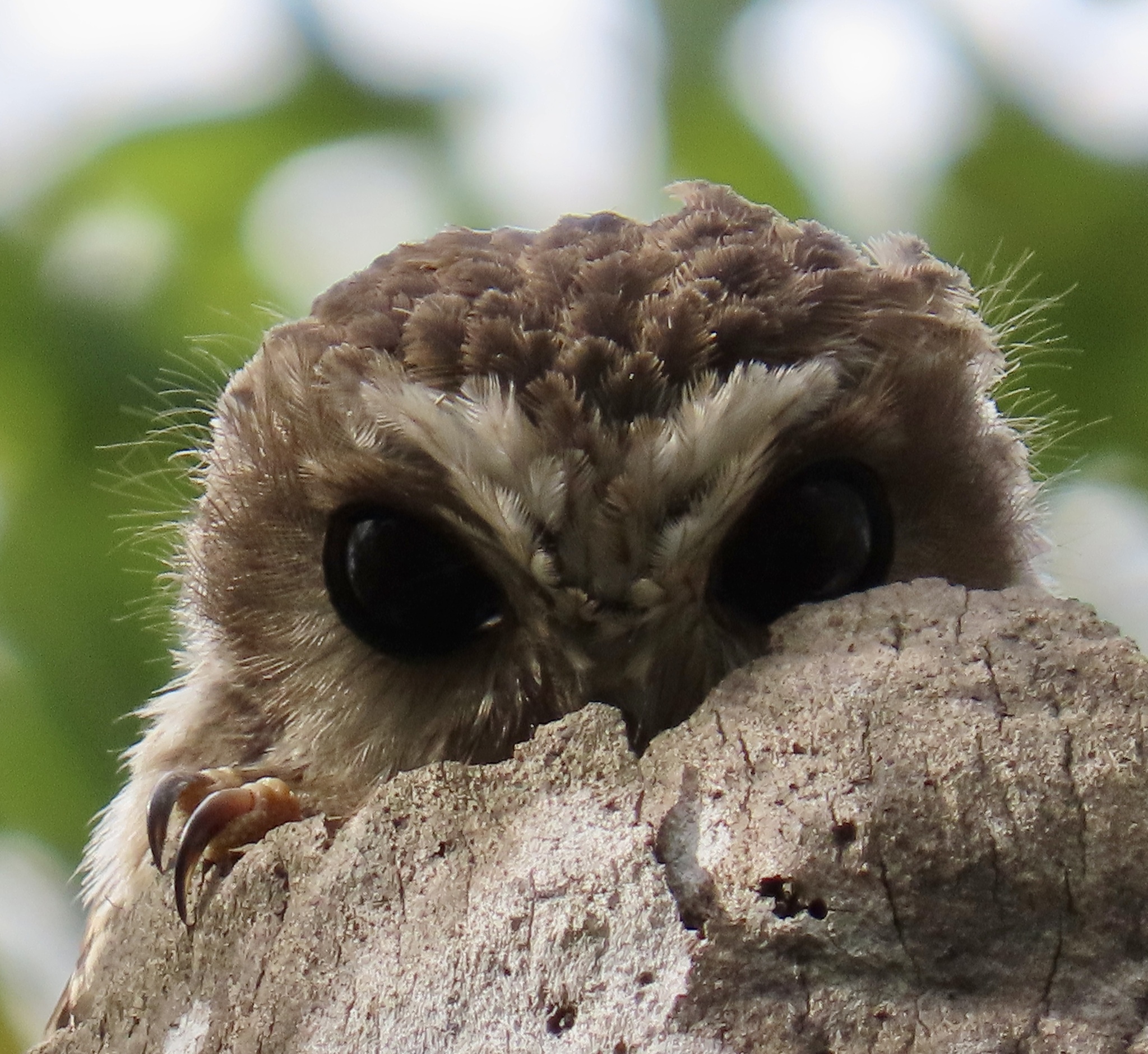 Bare-legged Owl (Margarobyas lawrencii), photo 10