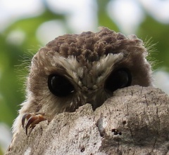 Margarobyas lawrencii