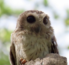 Margarobyas lawrencii