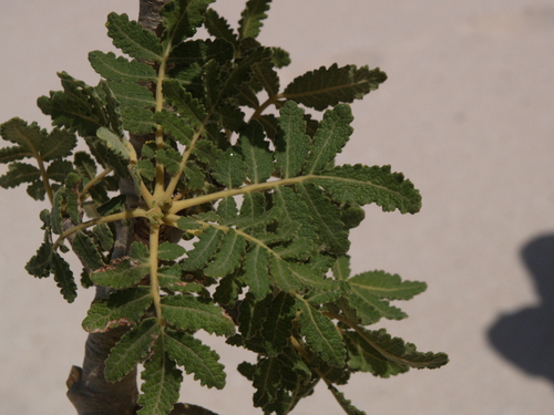 Boswellia bullata image