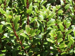 Gaultheria crassa