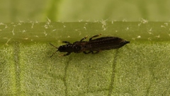 Limothrips cerealium