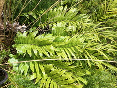 Blechnum montanum