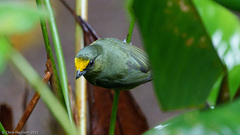 Euphonia gouldi