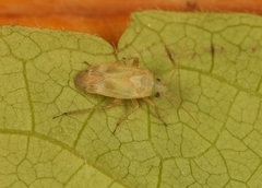 Megalocoleus molliculus