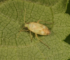Megalocoleus molliculus