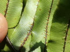 Blechnum montanum