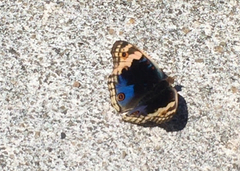 Junonia orithya wallacei