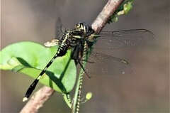 Orthetrum serapia