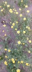 Senecio glaucus