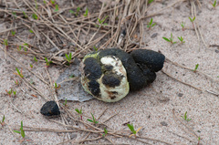 Tetrao urogallus
