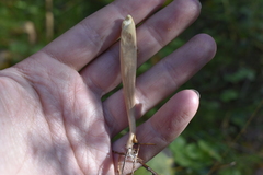 Clavariadelphus ligula