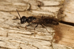 Passaloecus corniger