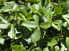 Pseudopanax colensoi