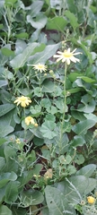 Senecio glaucus