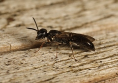 Passaloecus corniger