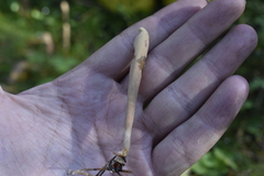 Clavariadelphus ligula