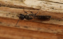 Passaloecus corniger