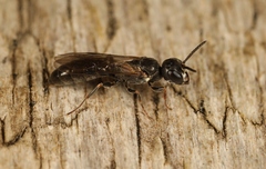Passaloecus corniger