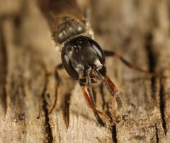 Passaloecus corniger
