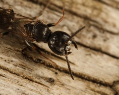Passaloecus corniger