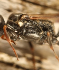 Passaloecus corniger