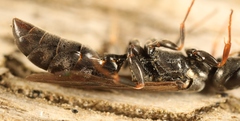 Passaloecus corniger