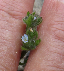 Lappula occidentalis