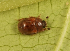 Pocadius ferrugineus