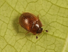 Pocadius ferrugineus