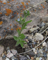 Lappula occidentalis