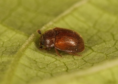 Pocadius ferrugineus