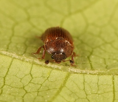 Pocadius ferrugineus