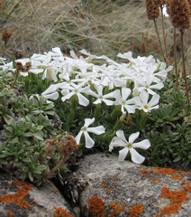 Phlox pulvinata