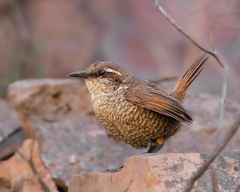 Scelorchilus albicollis