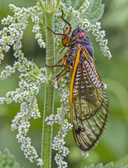 Magicicada septendecim