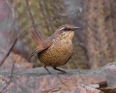 Scelorchilus albicollis