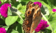 Junonia orithya wallacei