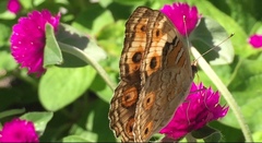 Junonia orithya wallacei