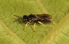 Entomognathus brevis