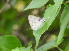 Hemiolaus caeculus