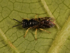 Entomognathus brevis
