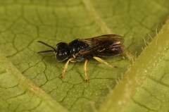 Entomognathus brevis