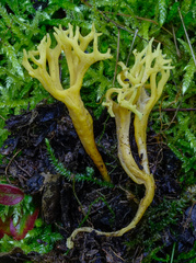 Clavulinopsis corniculata
