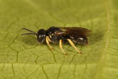 Entomognathus brevis