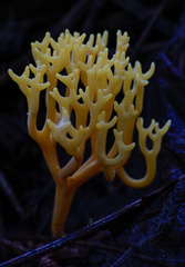 Clavulinopsis corniculata